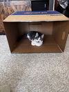 Farley - (must be adopted with Julios)