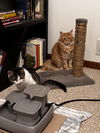 Farley - (must be adopted with Julios)