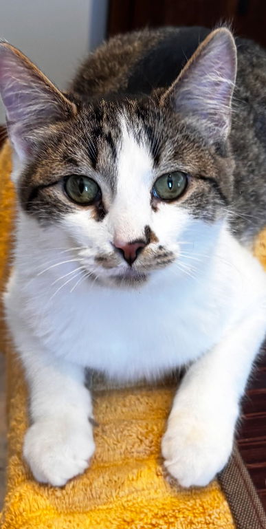 Farley - (must be adopted with Julios)