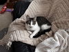 Farley - (must be adopted with Julios)