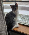 Binx TC