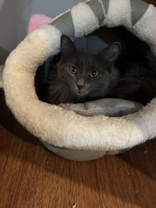 Zarra
