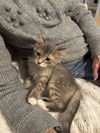 BunnyBear - (Must be adopted w/Lena Horne)