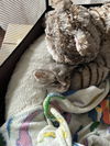 BunnyBear - (Must be adopted w/Lena Horne)
