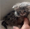 BunnyBear - (Must be adopted w/Lena Horne)