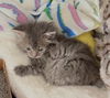 BunnyBear - (Must be adopted w/Lena Horne)