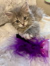 BunnyBear - (Must be adopted w/Lena Horne)