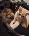 Nathanial (must be adopted w/ Deleilah)