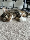 Joanie