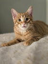 Peter(MUST BE ADOPTED WITH PASHA)
