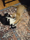 Peter(MUST BE ADOPTED WITH PASHA)