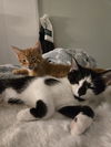 Pasha(MUST BE ADOPTED WITH PETER)