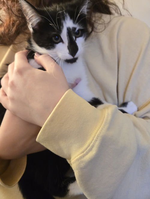 Pasha(MUST BE ADOPTED WITH PETER)