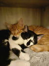 Pasha(MUST BE ADOPTED WITH PETER)