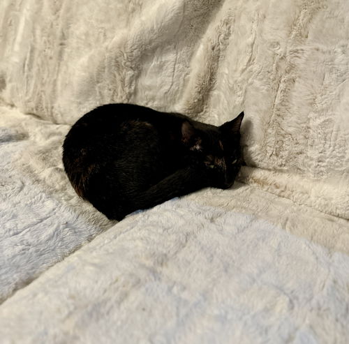 Gizzmo