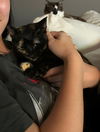 Jinxie