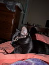 Rocky - (must be adopted w/Peter Pan)