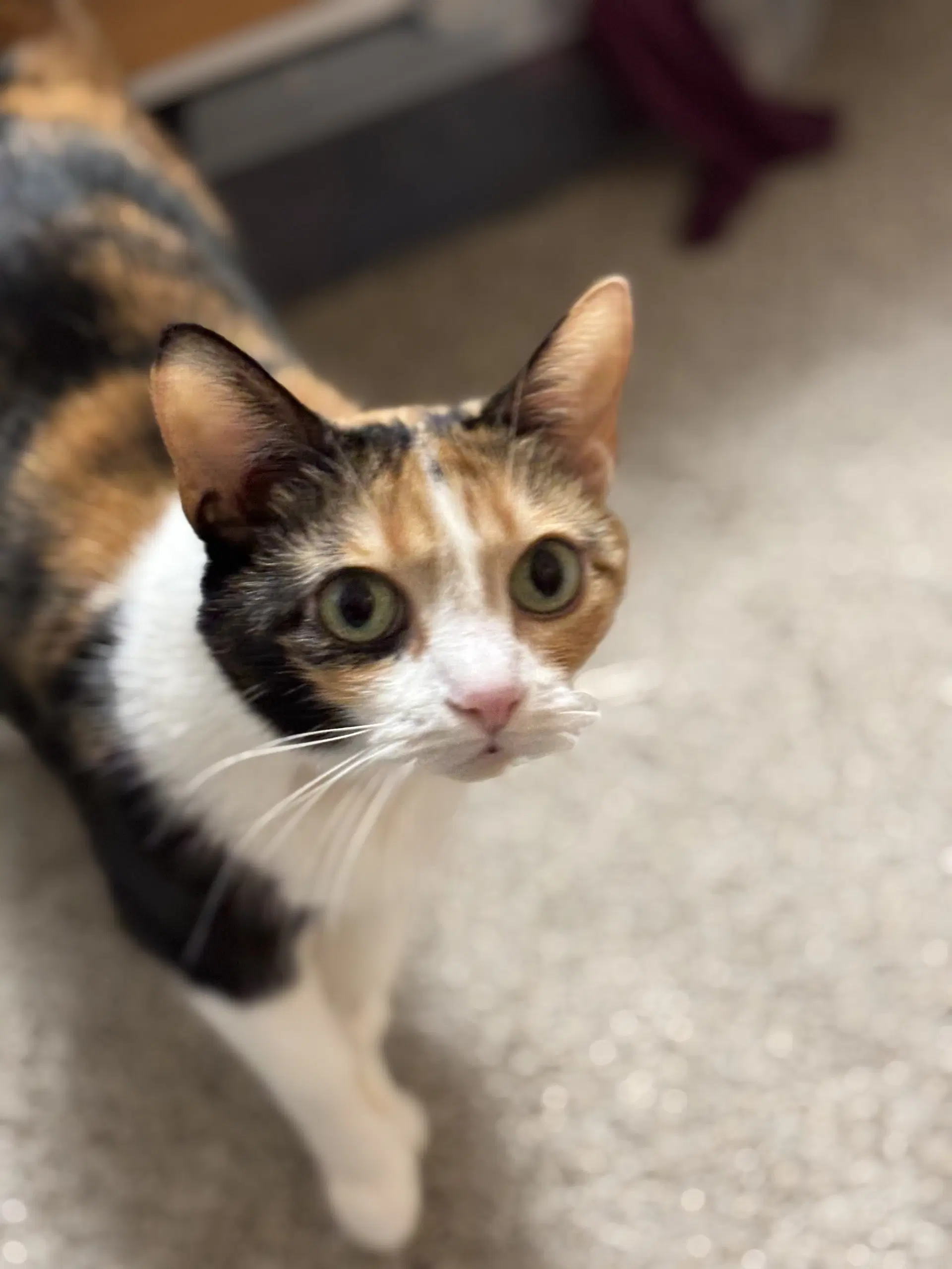 Mikah - Domestic Short Hair