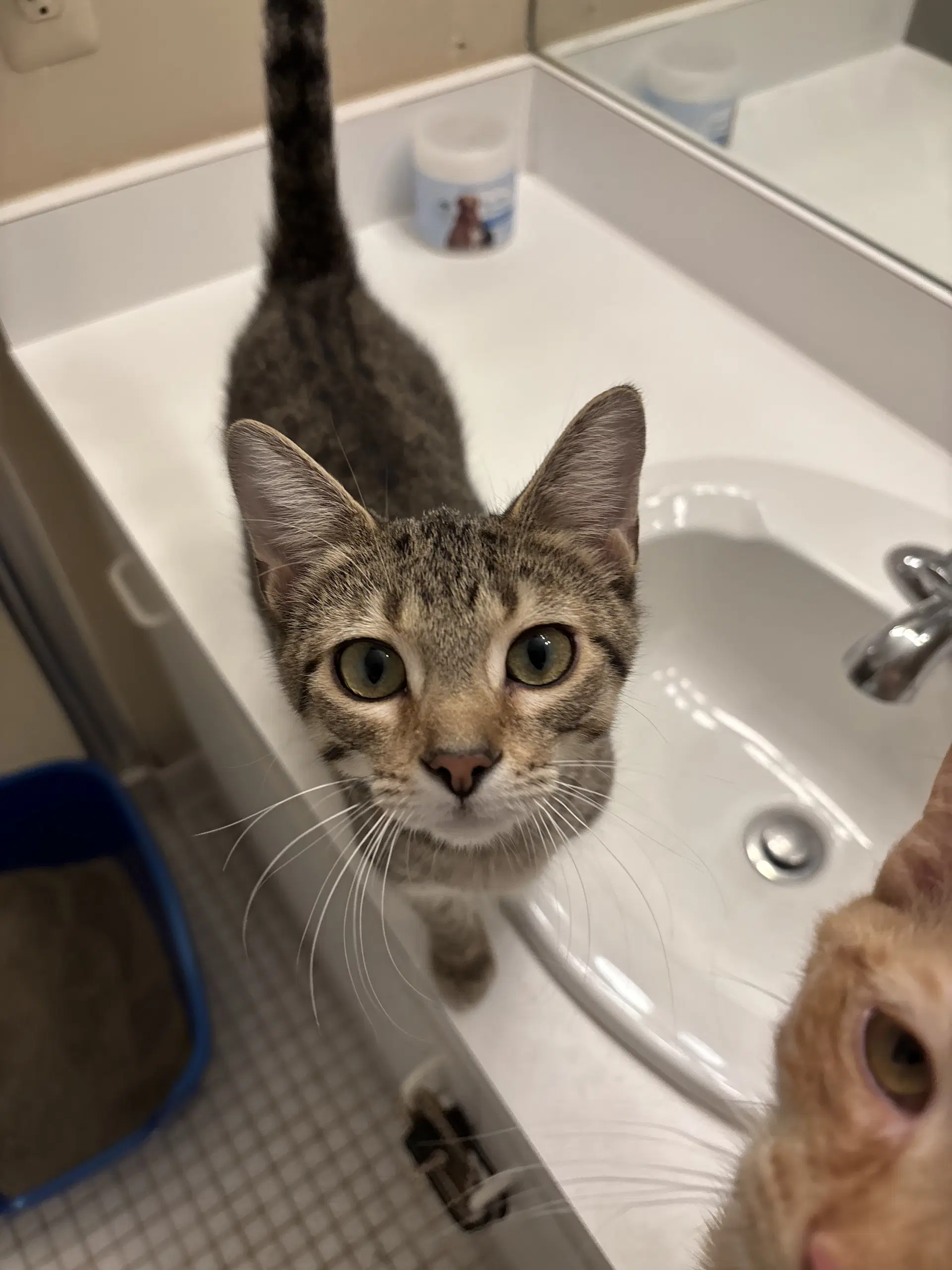 Calista- Must Be Adopted With Snap - Domestic Short Hair