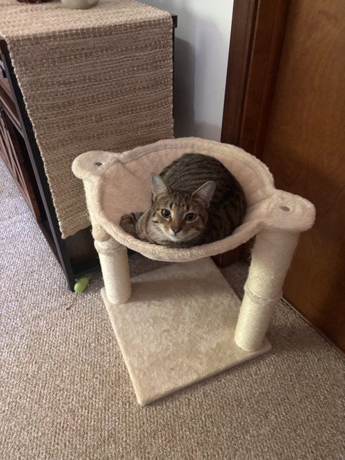 Photo 5 of Calista- (must be adopted with Snap)