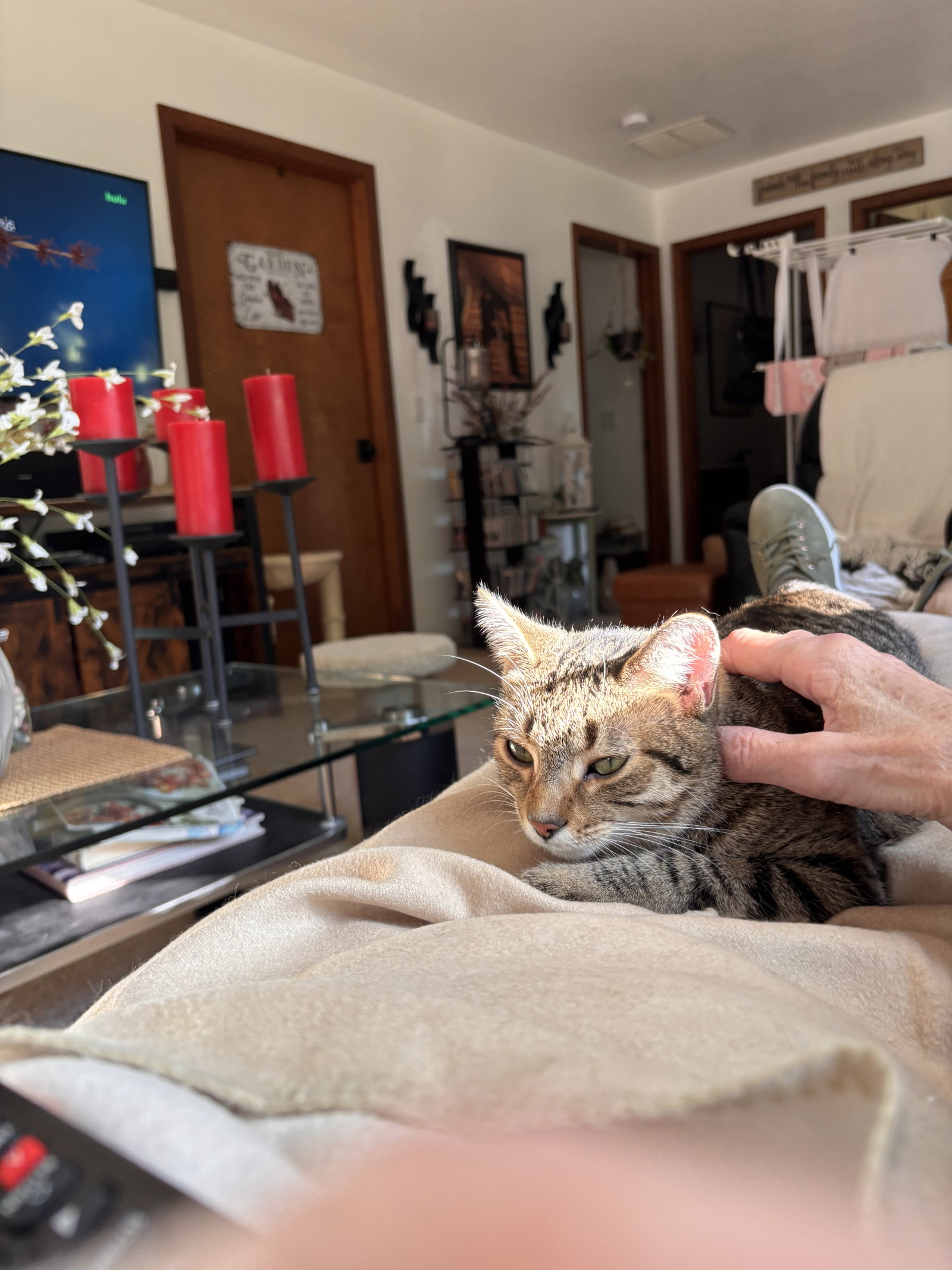 Calista- (must be adopted with Snap), photo 6