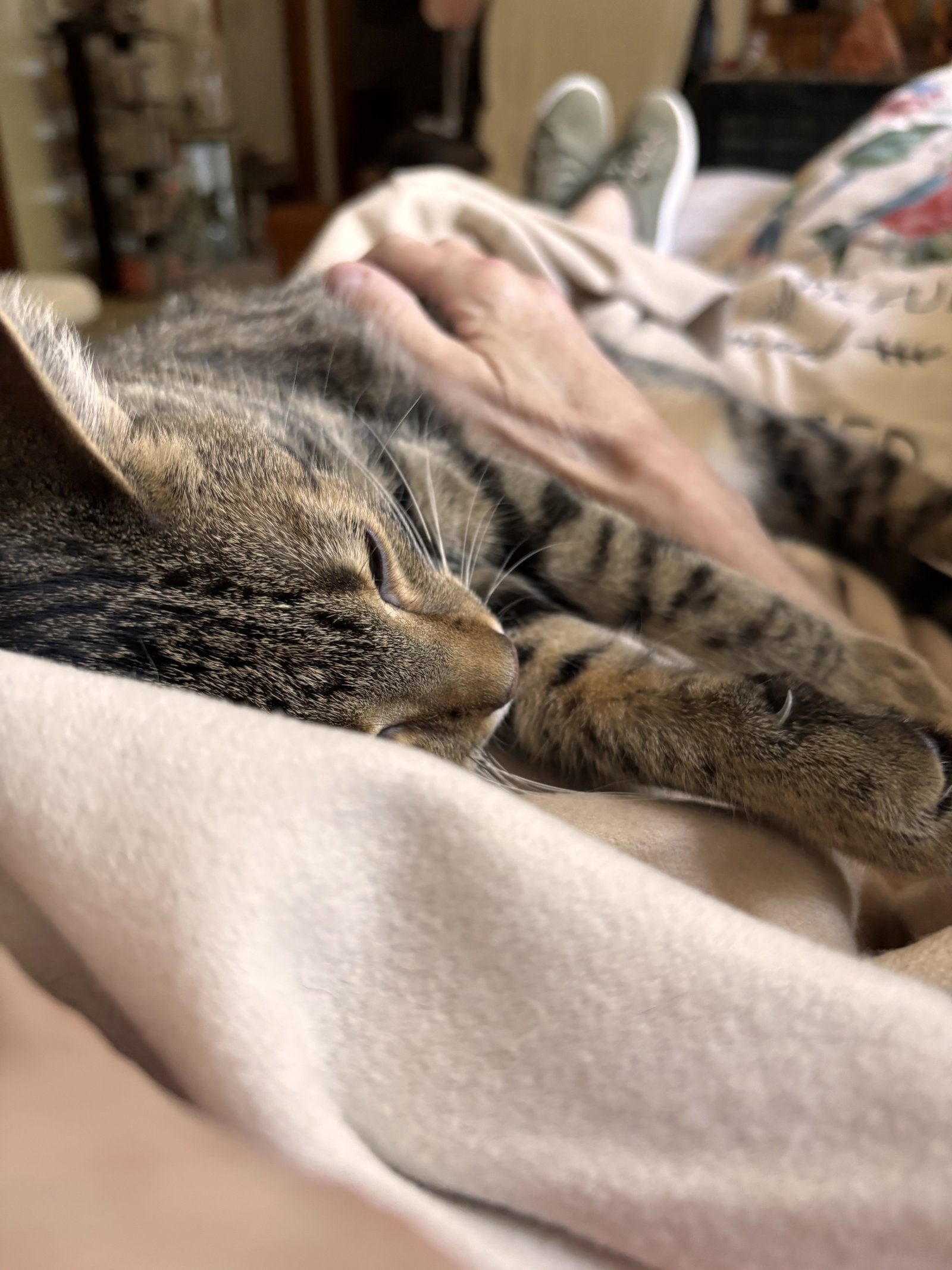 Calista- (must be adopted with Snap), photo 7
