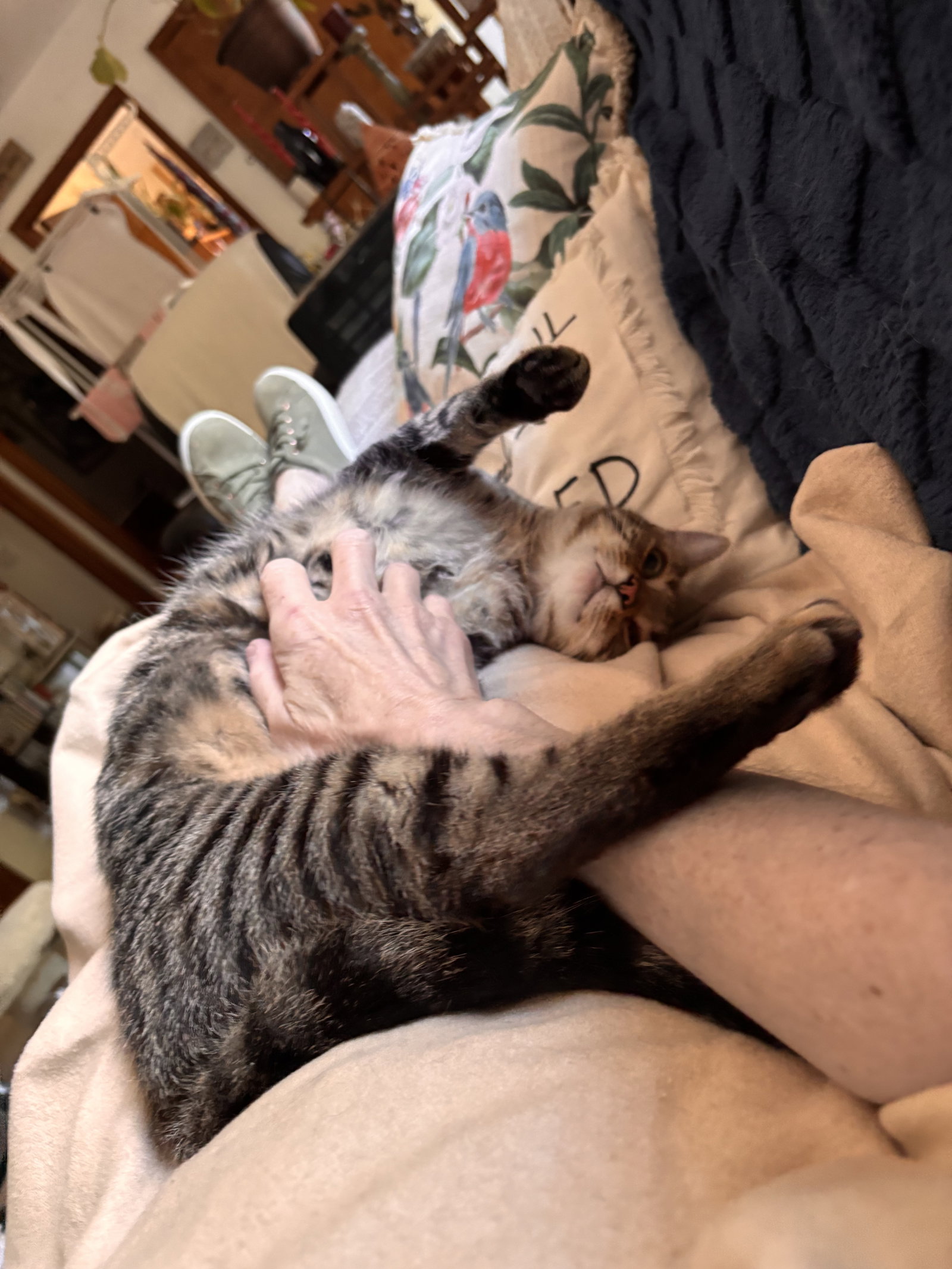 Calista- (must be adopted with Snap), photo 8