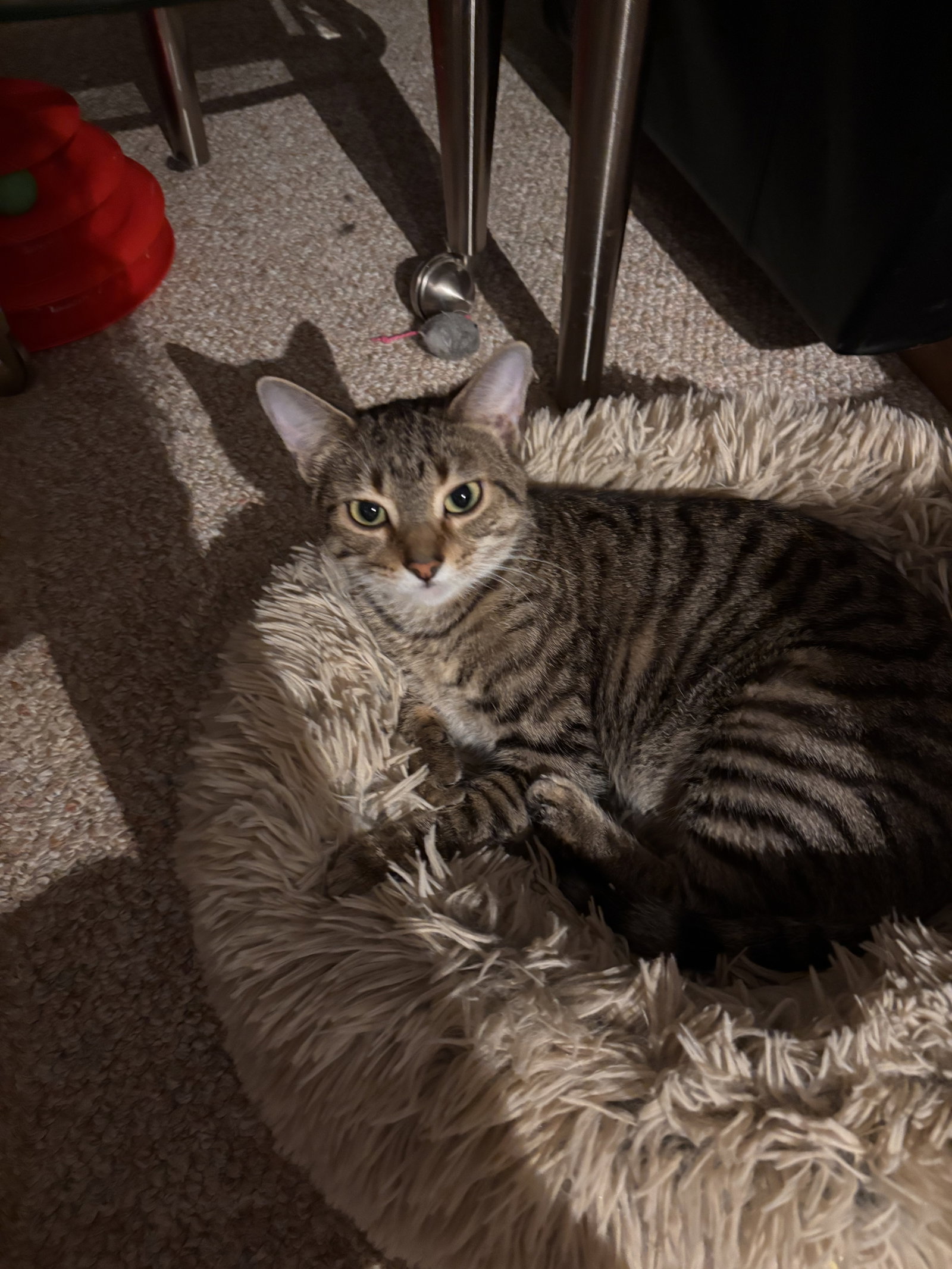 Calista- (must be adopted with Snap), photo 9
