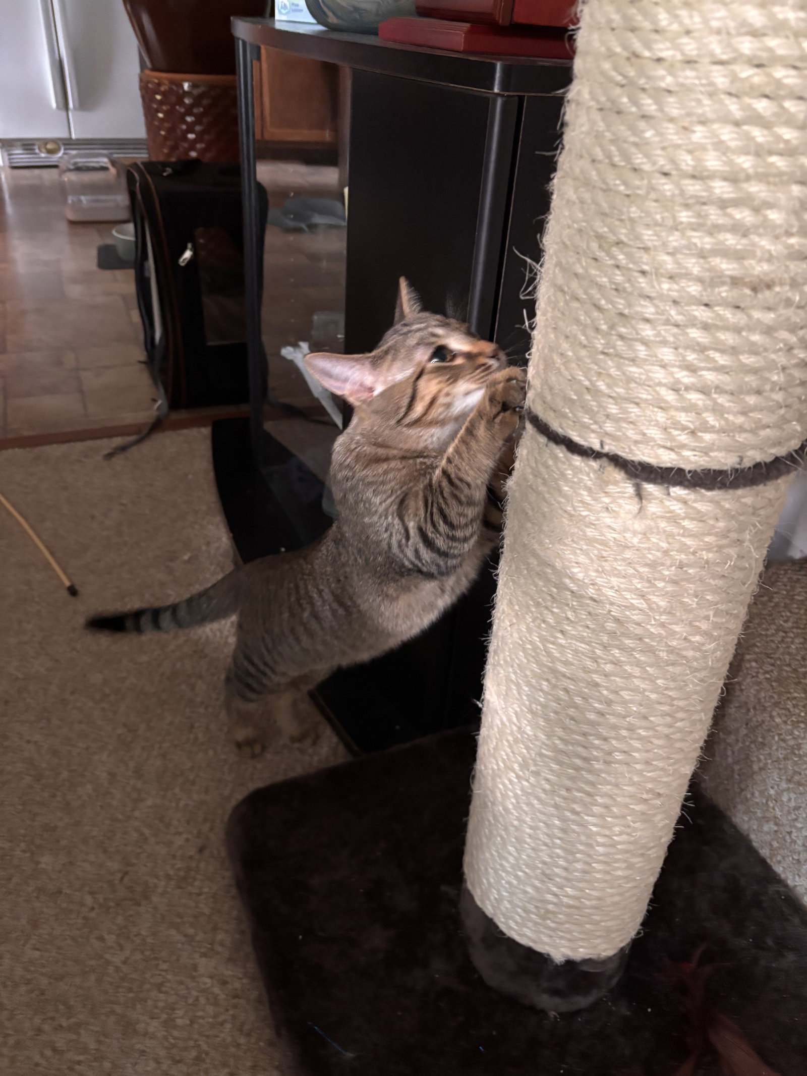 Calista- (must be adopted with Snap), photo 12