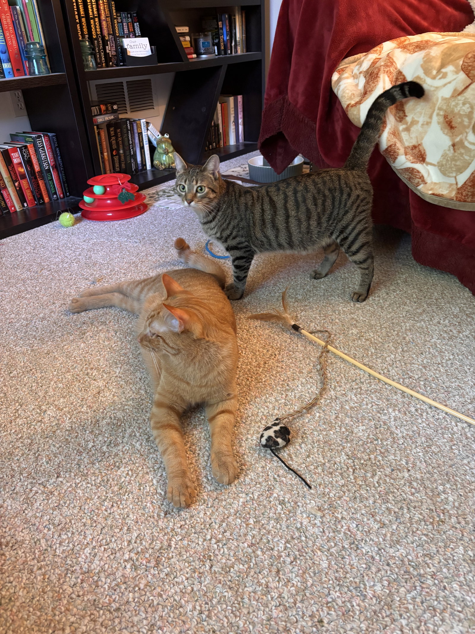 Calista- (must be adopted with Snap), photo 13