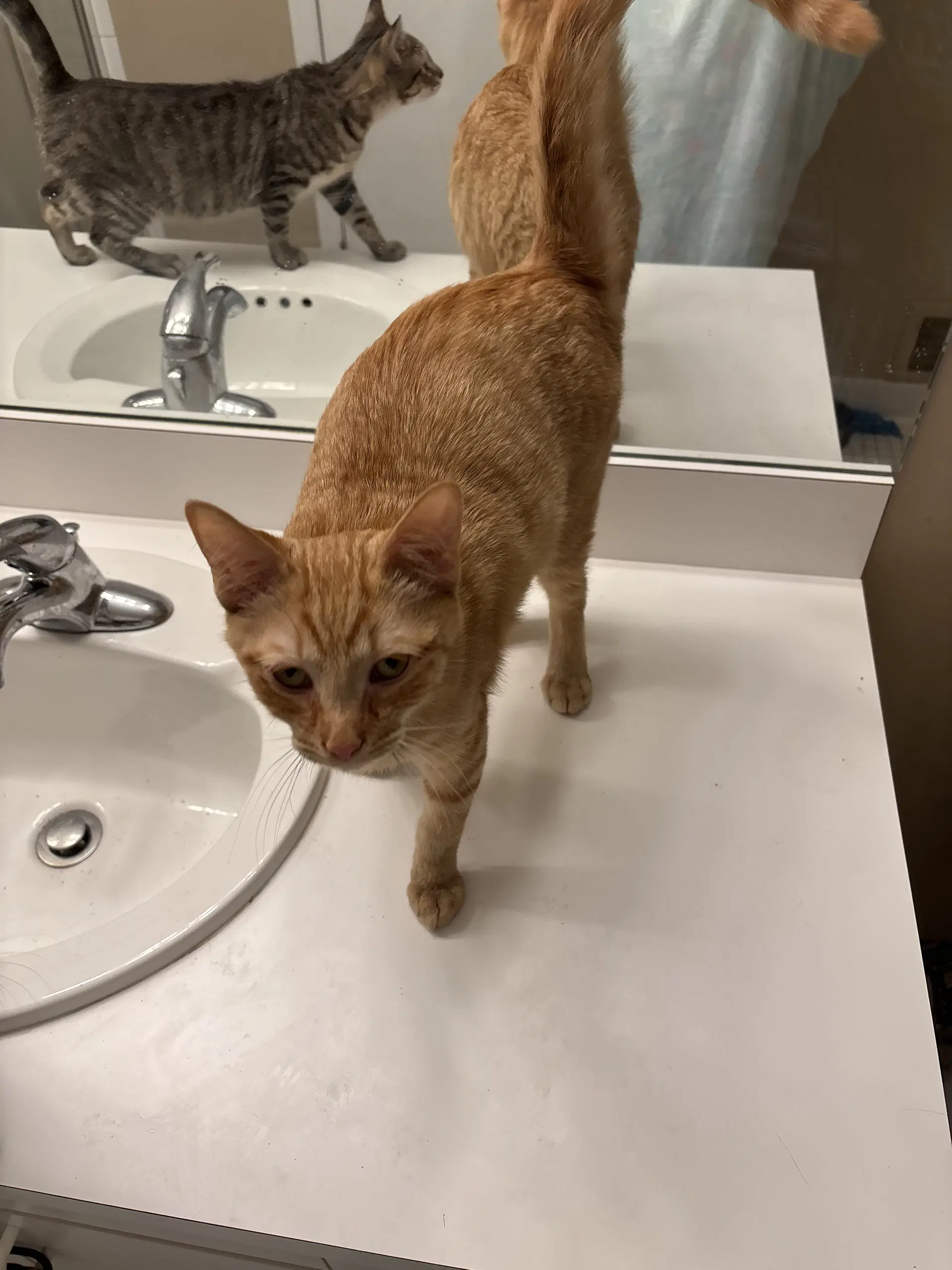 Snap- Must Be Adopted With Calista - Domestic Short Hair
