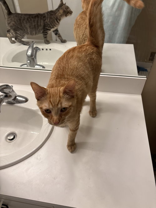 Snap- (must be adopted with Calista), an adoptable Domestic Short Hair in Walled Lake, MI