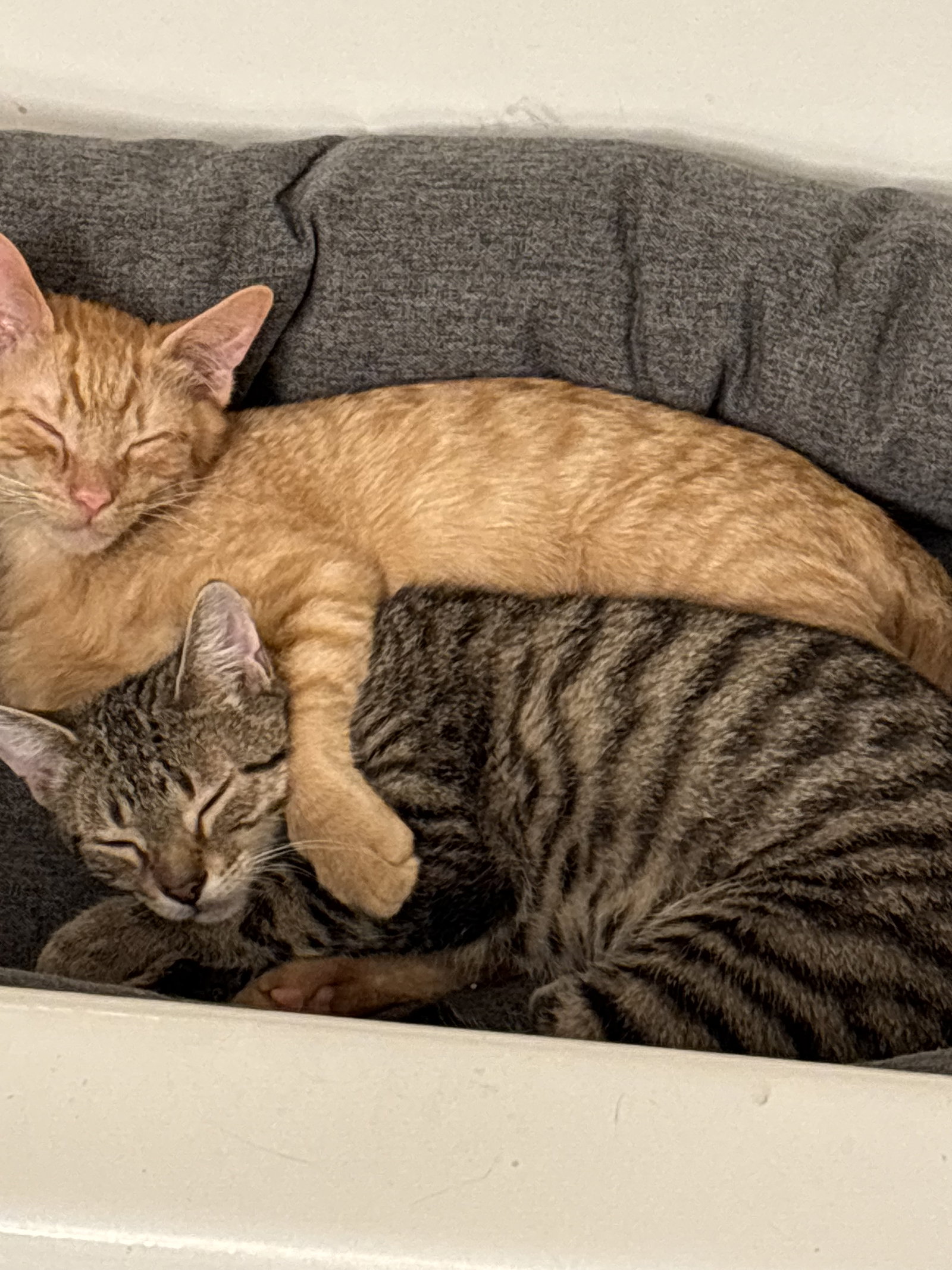 Snap- (must be adopted with Calista), photo 3