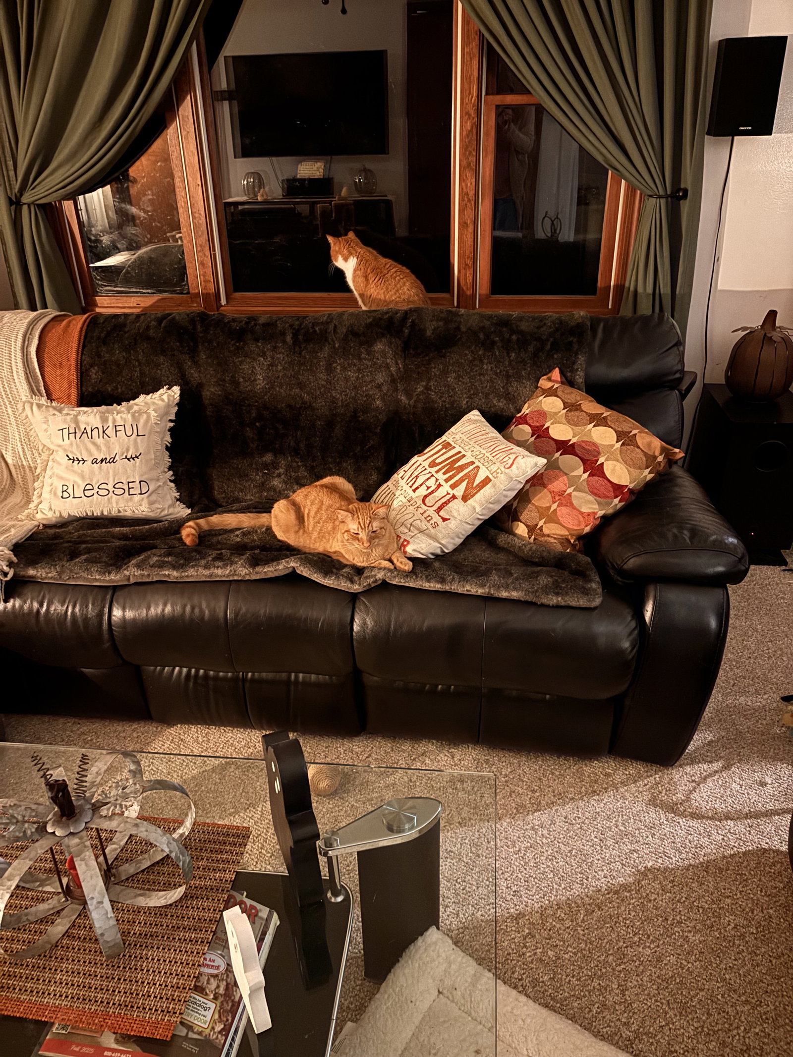 Snap- (must be adopted with Calista), photo 7