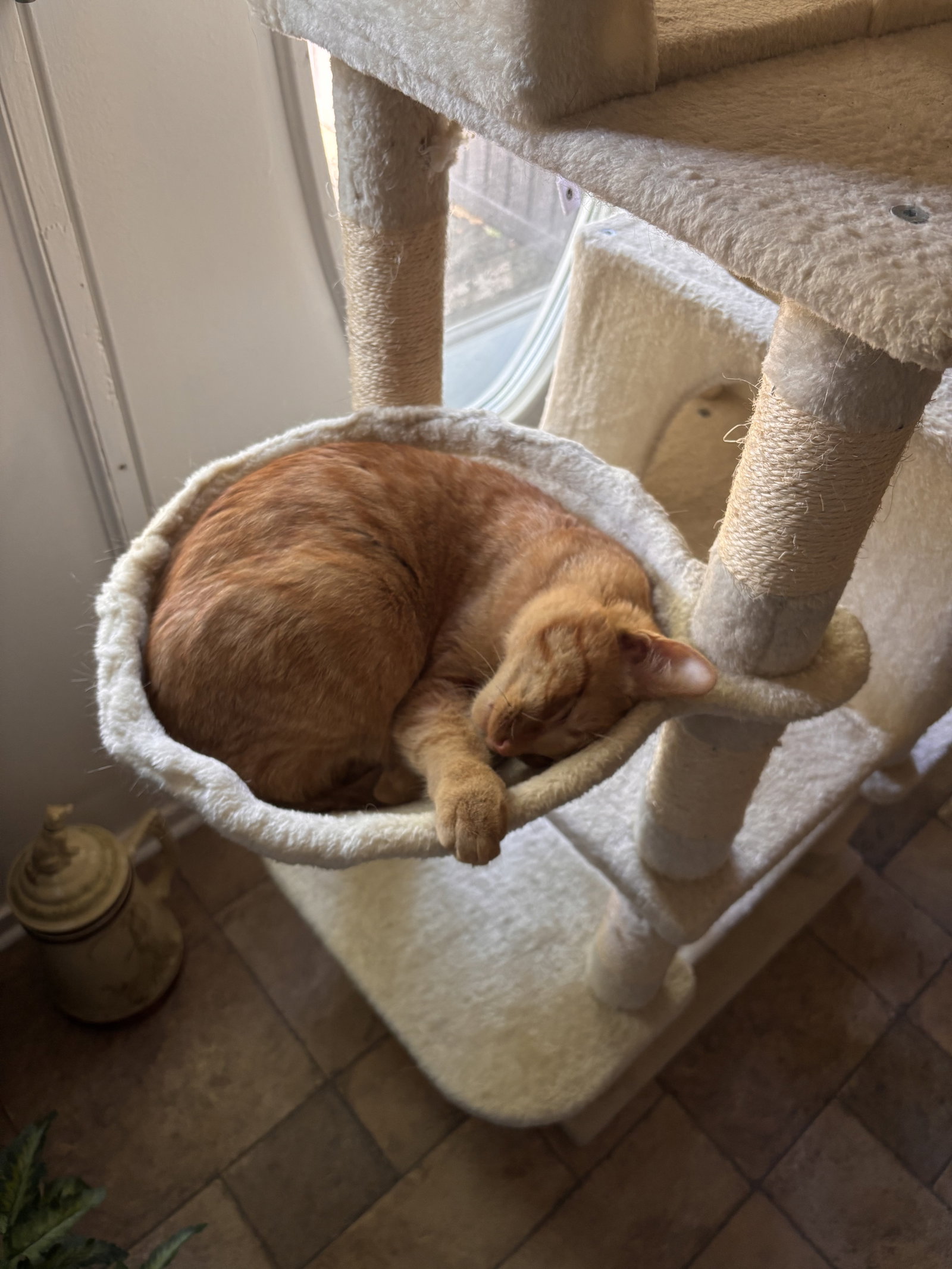 Snap- (must be adopted with Calista), photo 8