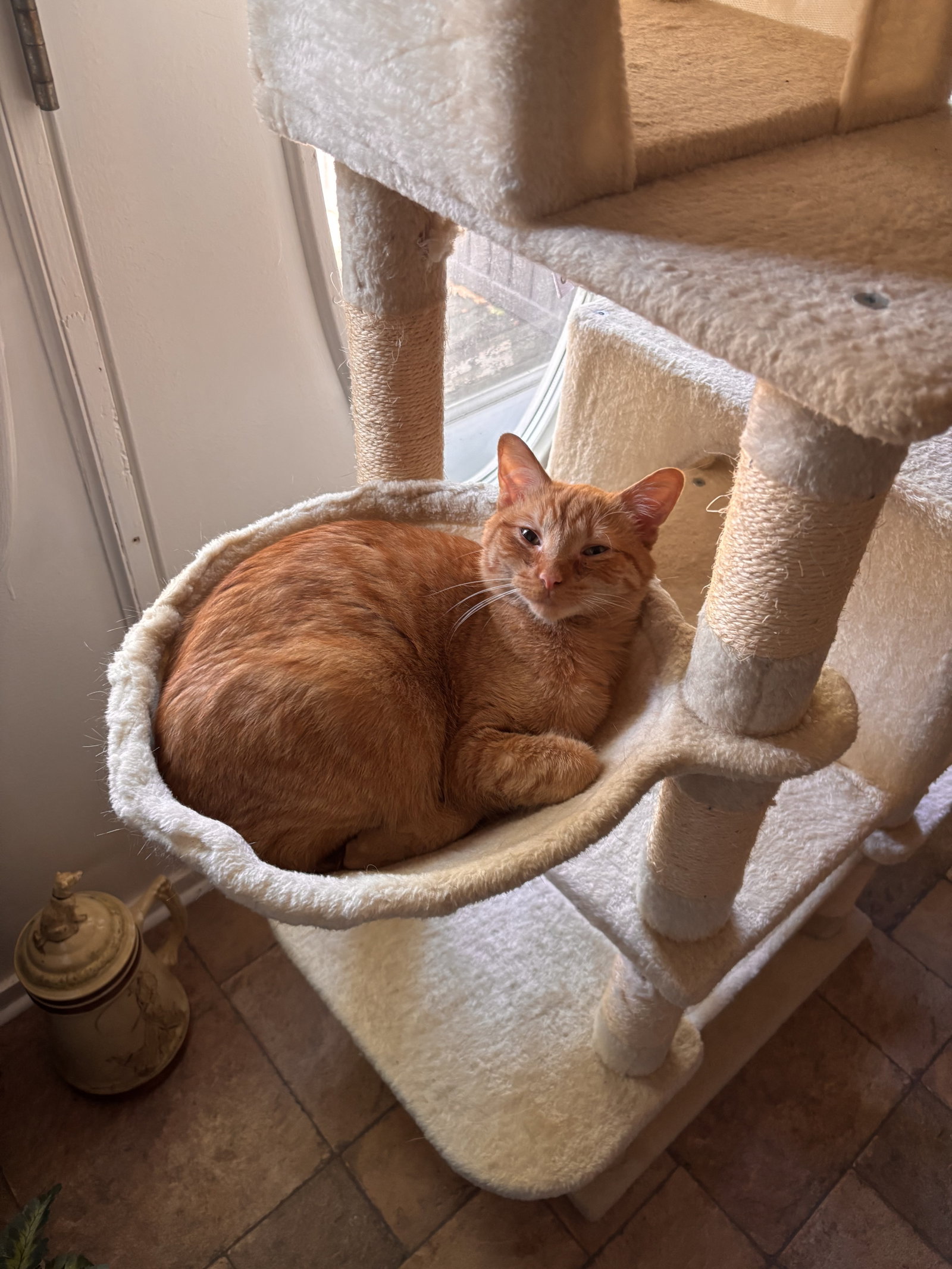 Snap- (must be adopted with Calista), photo 9