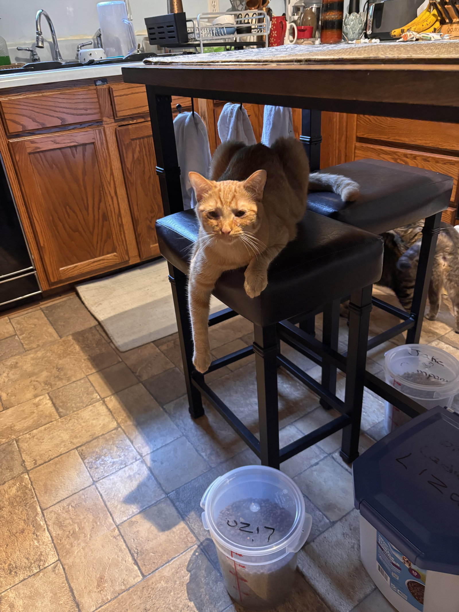 Snap- (must be adopted with Calista), photo 10