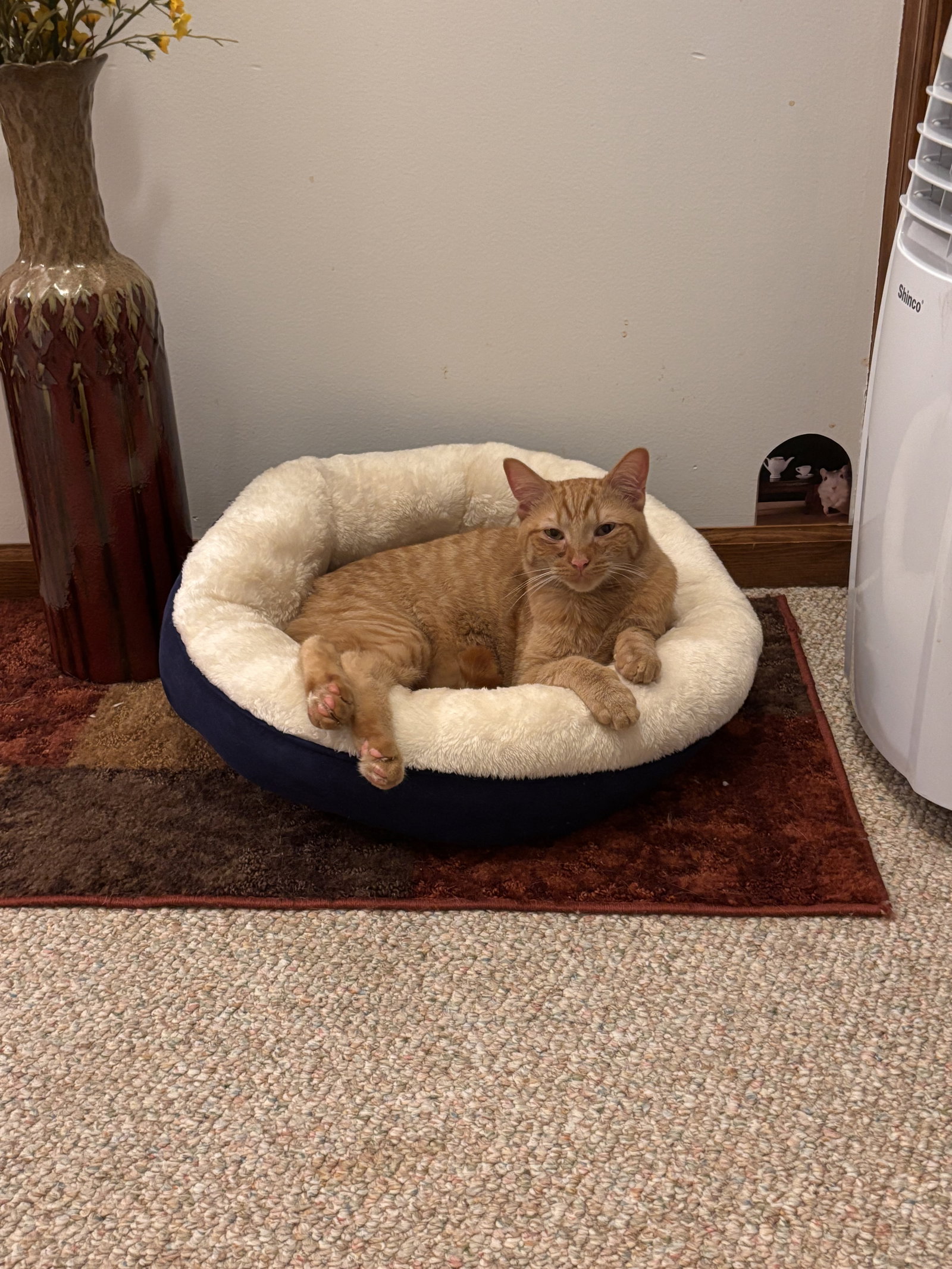 Snap- (must be adopted with Calista), photo 11