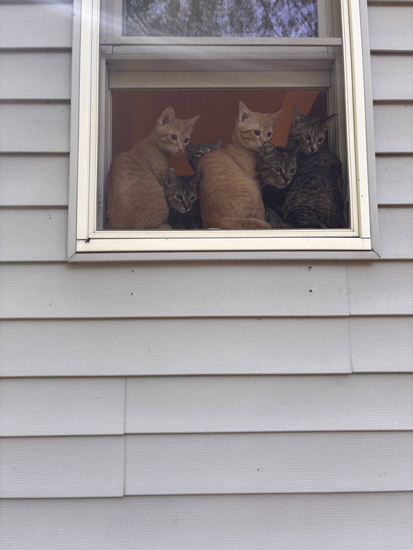 Snap- (must be adopted with Calista)