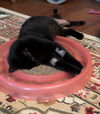 Lena Horne - (Must be adopted w/BunnyBear)