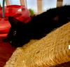 Lena Horne - (Must be adopted w/BunnyBear)