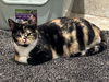 Dory - (Must be adopted w/Marli