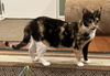 Dory - (Must be adopted w/Marli