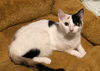 Marli - (Must be adopted w/Dory)