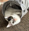 Marli - (Must be adopted w/Dory)