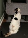 Marli - (Must be adopted w/Dory)