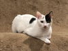 Marli - (Must be adopted w/Dory)