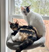 Marli - (Must be adopted w/Dory)