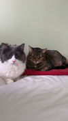 Bennie (must be adopted with Howard III)