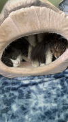 Howard III (must be adopted with Bennie)